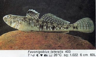 Favonigobius lateralis